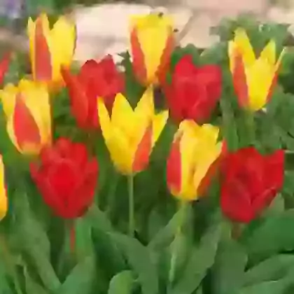 Kaufmanniana Tulips